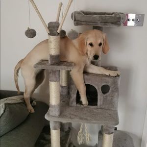 Meet your Posher, Cameron